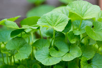 Centella Blumensamen zur Aussaat Halbschatten verträglich Traditionssorte & ohne Gentechnik Samen Hausgarten