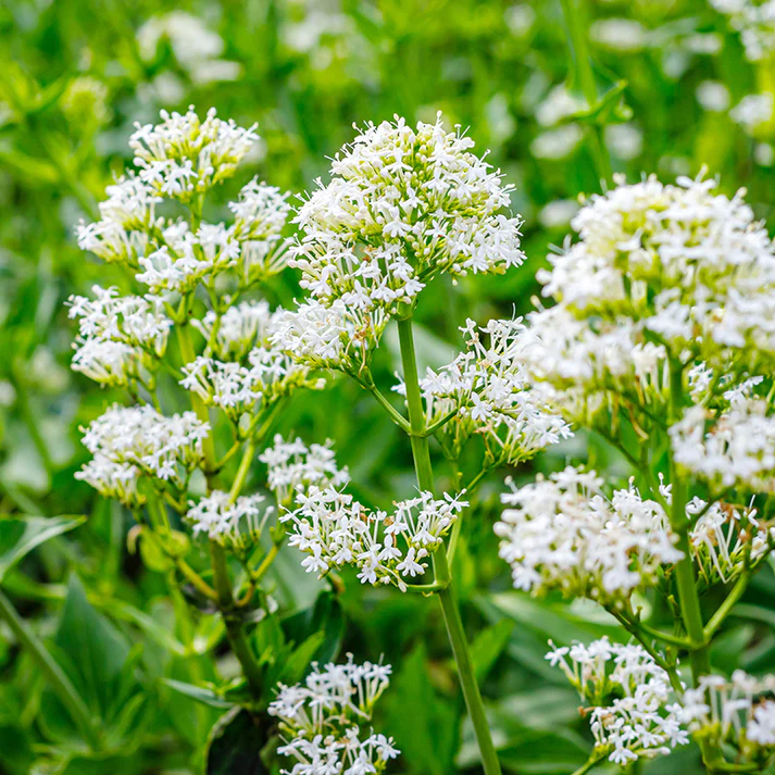 Centranthus ruber albus in rock garten