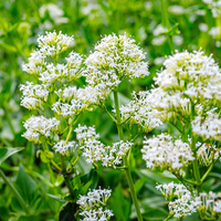 Centranthus ruber albus in rock garten