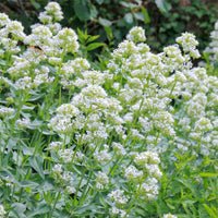 Centranthus (centranthus ruber) samen for anpflanzung in home garten