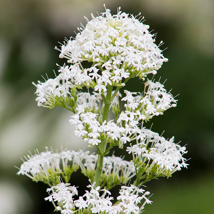 Centranthus ruber albus samen for anpflanzung
