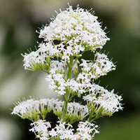 Centranthus ruber albus samen for anpflanzung
