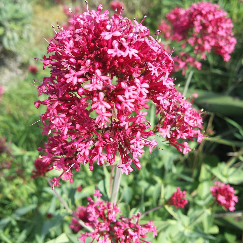 Jupiter's beard blume samen for anpflanzung low maintenance heirloom & gmo free samen for home garten 
 
 sale samen for home garten anpflanzung