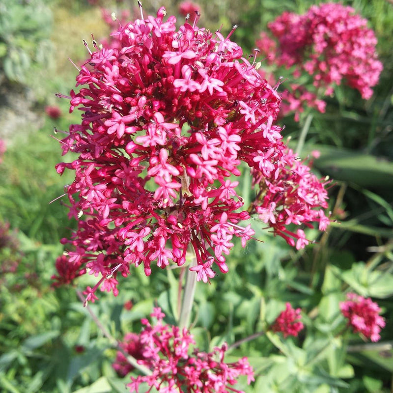 Jupiter's beard blume samen for anpflanzung low maintenance heirloom & gmo free samen for home garten 
 
 sale samen for home garten anpflanzung