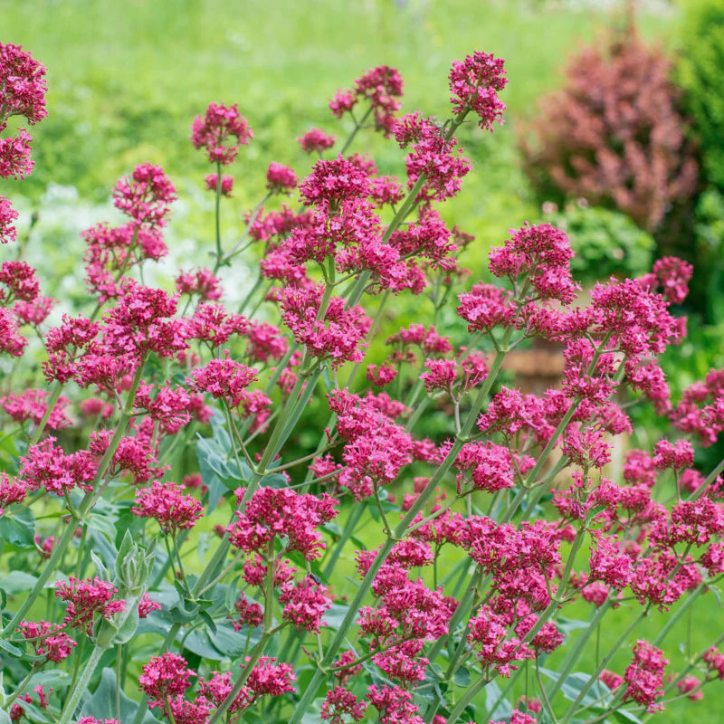 Rot Baldrian Centranthus Ruber Samen – Traditionssorte ohne Gentechnik kompakt blühend Samen Garten Aussaat