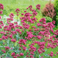 Rot Baldrian Centranthus Ruber Samen – Traditionssorte ohne Gentechnik kompakt blühend Samen Garten Aussaat