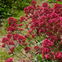 Rot Jupiter Blumensamen zur Aussaat – Schnitt Blume beliebt – Traditionssorte & ohne Gentechnik Samen Hausgarten