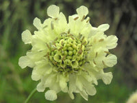 Gigantea cephalaria wachsend in sunny garten