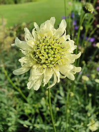 Bees on cephalaria gigantea blumen