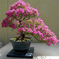 Cerasus rosa blume samen for anpflanzung