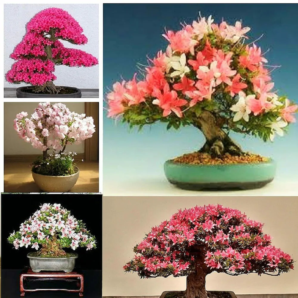 Cerasus rosa blume tree in full bloom