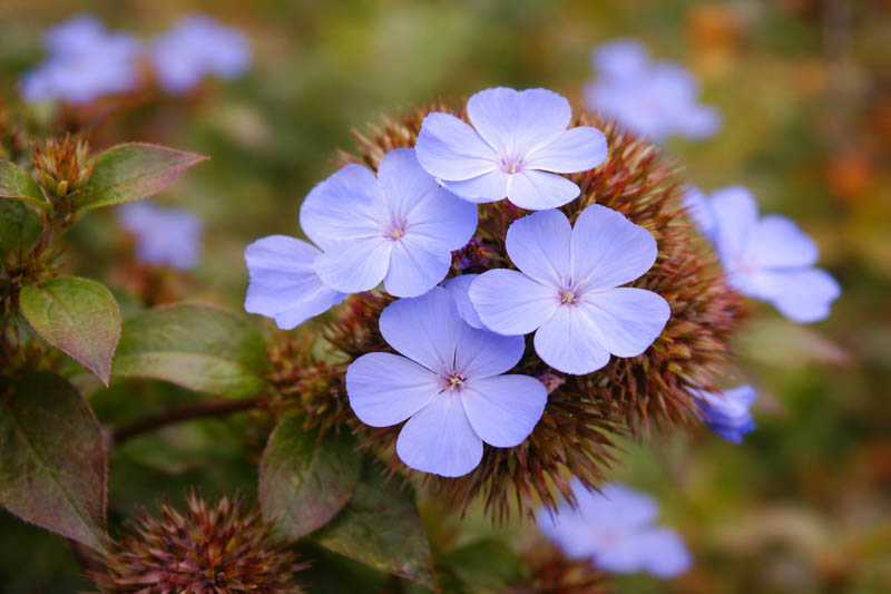 Ceratostigma Plumbaginoides Blumensamen zur Aussaat sonnenliebend Traditionssorte & ohne Gentechnik Samen Hausgarten