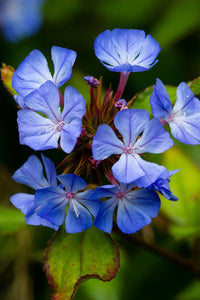 Ceratostigma Plumbaginoides Blumensamen zur Aussaat sonnenliebend Traditionssorte & ohne Gentechnik Samen Hausgarten