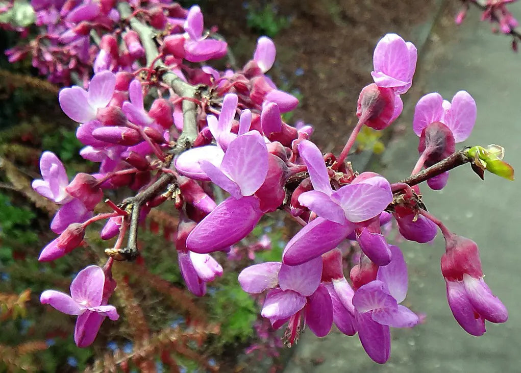 Rosa Cercis Siliquastrum Blumensamen zur Aussaat leuchtend Blüten Traditionssorte & ohne Gentechnik Samen Hausgarten