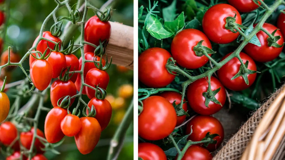 Grape Tomate Samen - Delicious Gemüsesamen for Your Garden
