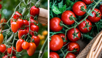 Grape Tomate Samen - Delicious Gemüsesamen for Your Garden