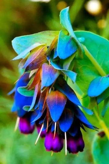 Blau Honeywort Samen zur Aussaat – Anzucht