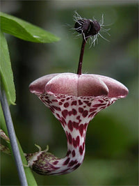Ceropegia Blumensamen zur Aussaat – Anzucht – Traditionssorte & ohne Gentechnik Samen Hausgarten