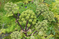 Certified biologisch Angelica Samen for cottage and border gardens