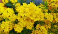 Gelb Aurinia Saxatilis Blumensamen zur Aussaat – Drought verträglich – Traditionssorte & ohne Gentechnik Samen Hausgarten