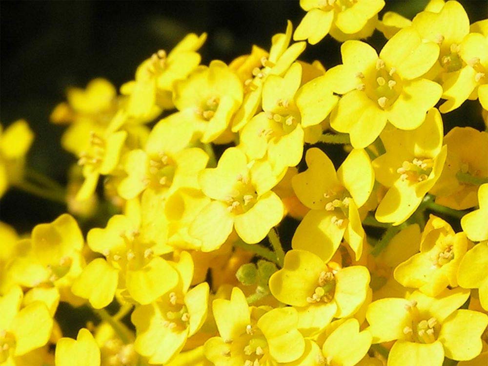 Gelb Aurinia Saxatilis Blumensamen zur Aussaat – Drought verträglich – Traditionssorte & ohne Gentechnik Samen Hausgarten