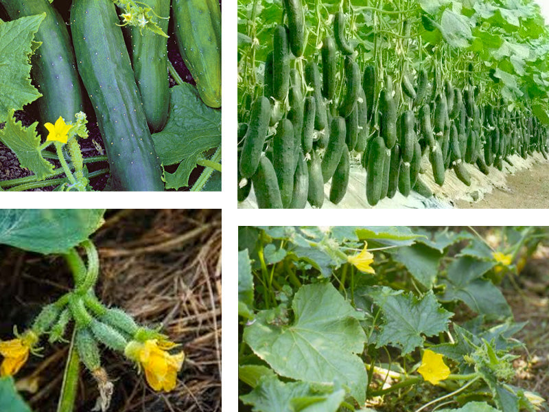 Semi di cetriolo cornichon per una semina facile