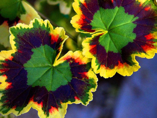 Gemischt Variegated Geranie Blumensamen zur Aussaat robust Sorte Traditionssorte & ohne Gentechnik Samen Hausgarten