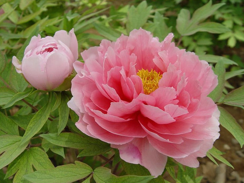 Suffruticosa Blumensamen zur Aussaat kompakt Wuchs Traditionssorte & ohne Gentechnik Samen Hausgarten