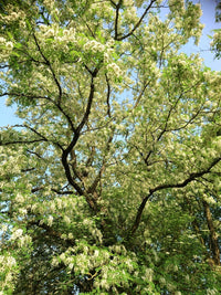 Pseudoacacia Blumensamen zur Aussaat Landhaus Garten wichtig Traditionssorte & ohne Gentechnik Samen Hausgarten