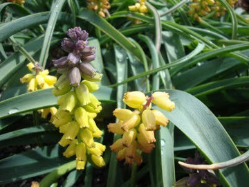 Macrocarpum Blumensamen zur Aussaat – hochwertige Qualitäts- – Traditionssorte & ohne Gentechnik Samen Hausgarten