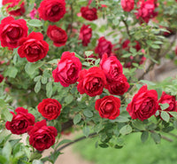 Kastanienrot Creme Rose Blumensamen zur Aussaat – Garten beliebt – Traditionssorte & ohne Gentechnik Samen Hausgarten