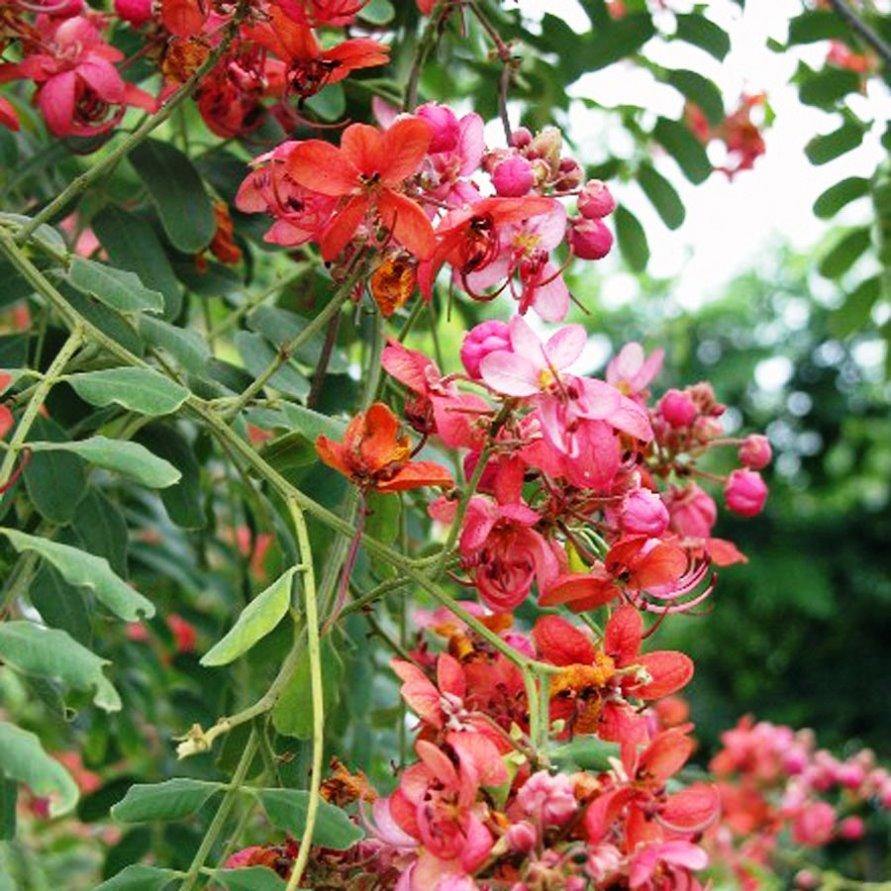 Gelb Rosa Marginata Blumensamen zur Aussaat – Anzucht – Traditionssorte & ohne Gentechnik Samen Hausgarten