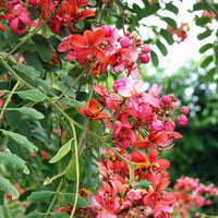 Gelb Rosa Marginata Blumensamen zur Aussaat – Anzucht – Traditionssorte & ohne Gentechnik Samen Hausgarten