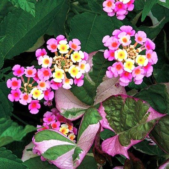 Rosa Gelb Wandelröschen Blumensamen zur Aussaat – Wildblume Mischung – Traditionssorte & ohne Gentechnik Samen Hausgarten