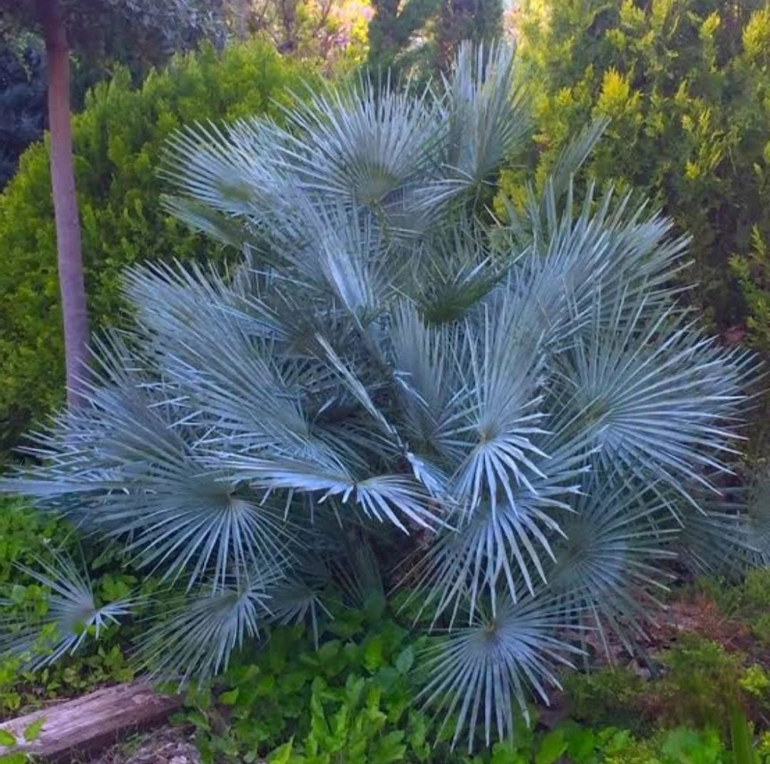 Gray Chamaerops Humilis Blumensamen zur Aussaat – farbenfroh Schau – Traditionssorte & ohne Gentechnik Samen Hausgarten