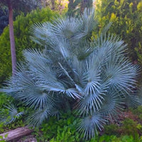 Gray Chamaerops Humilis Blumensamen zur Aussaat – farbenfroh Schau – Traditionssorte & ohne Gentechnik Samen Hausgarten