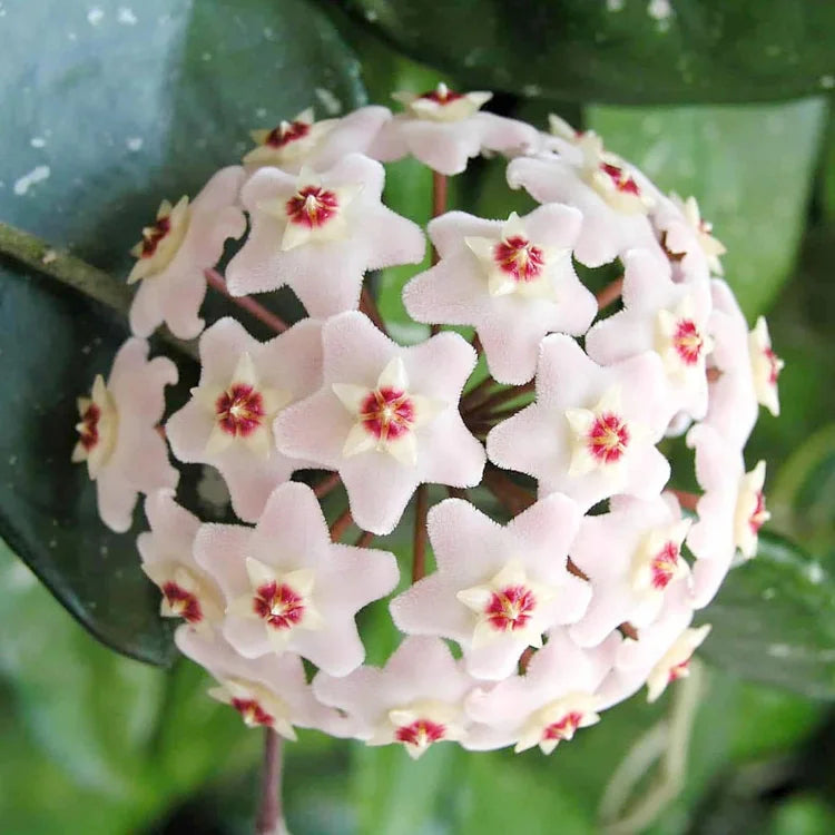 Chamelaucium uncinatum wax blume pflanze