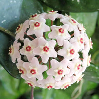 Chamelaucium uncinatum wax blume pflanze