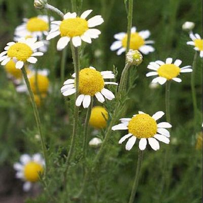 Blooming Chamomile Blumen used for herbal tea