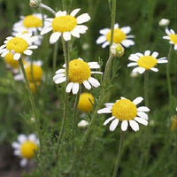 Blooming Chamomile Blumen used for herbal tea