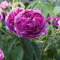 Charles de mills roses in full bloom garten