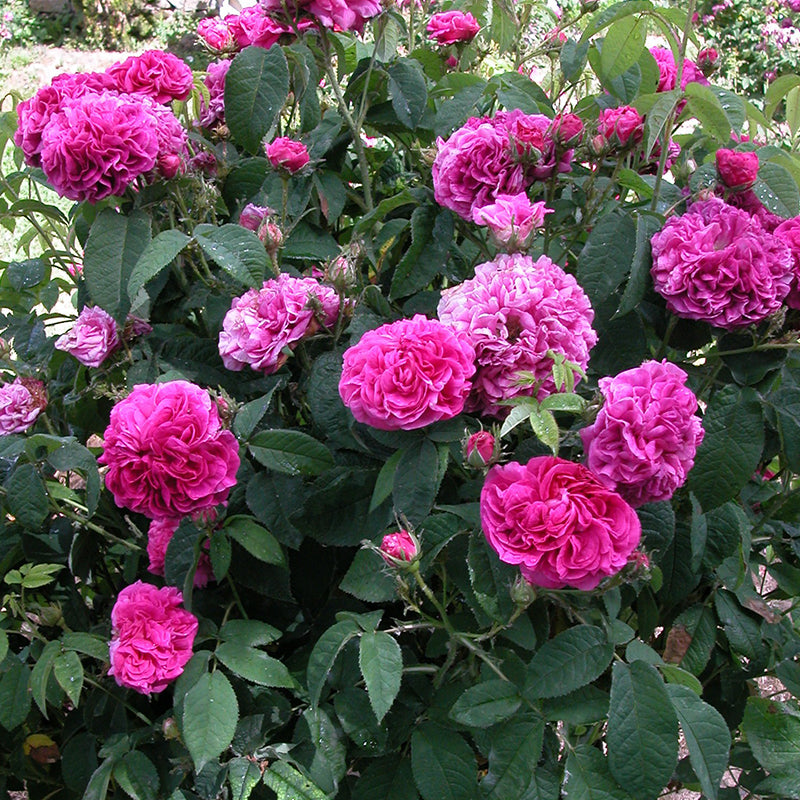 Charles de Mills Blumensamen zur Aussaat – Wildblume Mischung – Traditionssorte & ohne Gentechnik Samen Hausgarten