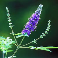 Chasteberry Blumensamen zur Aussaat leuchtend Blüten Traditionssorte & ohne Gentechnik Samen Hausgarten