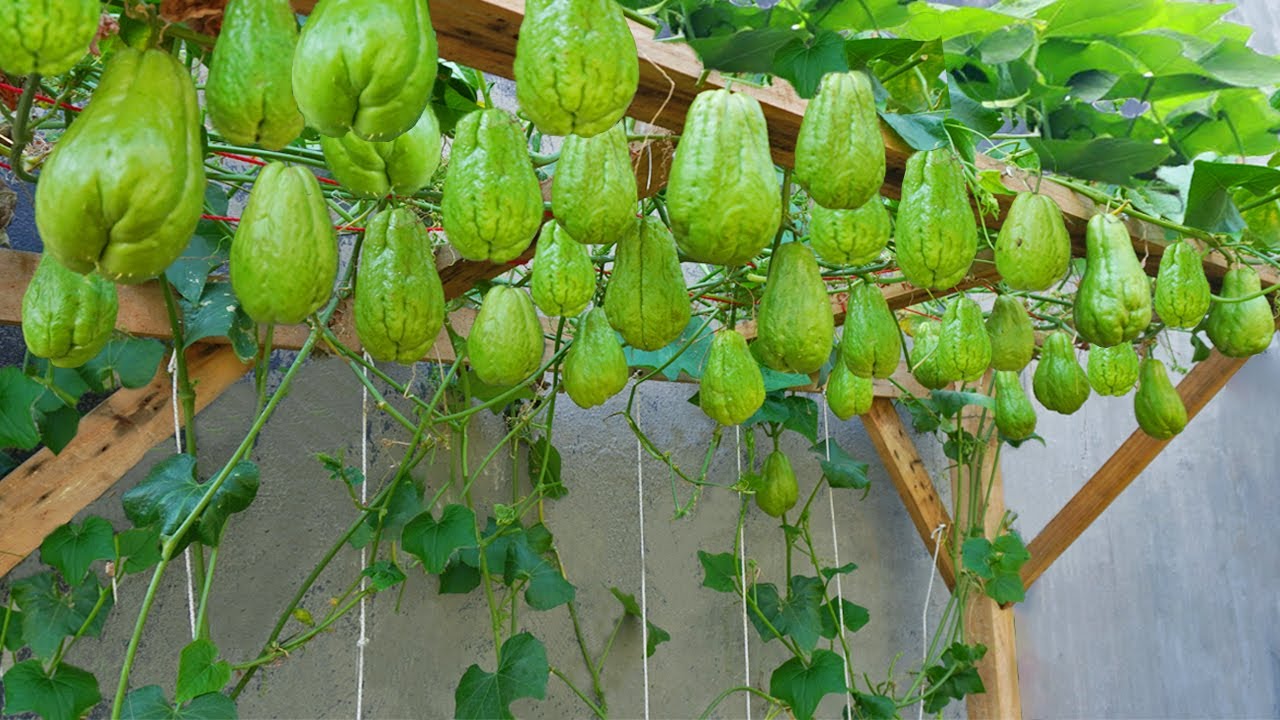 Grüne chayote pflanzen thriving in a home garten
