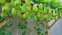 Grüne chayote pflanzen thriving in a home garten