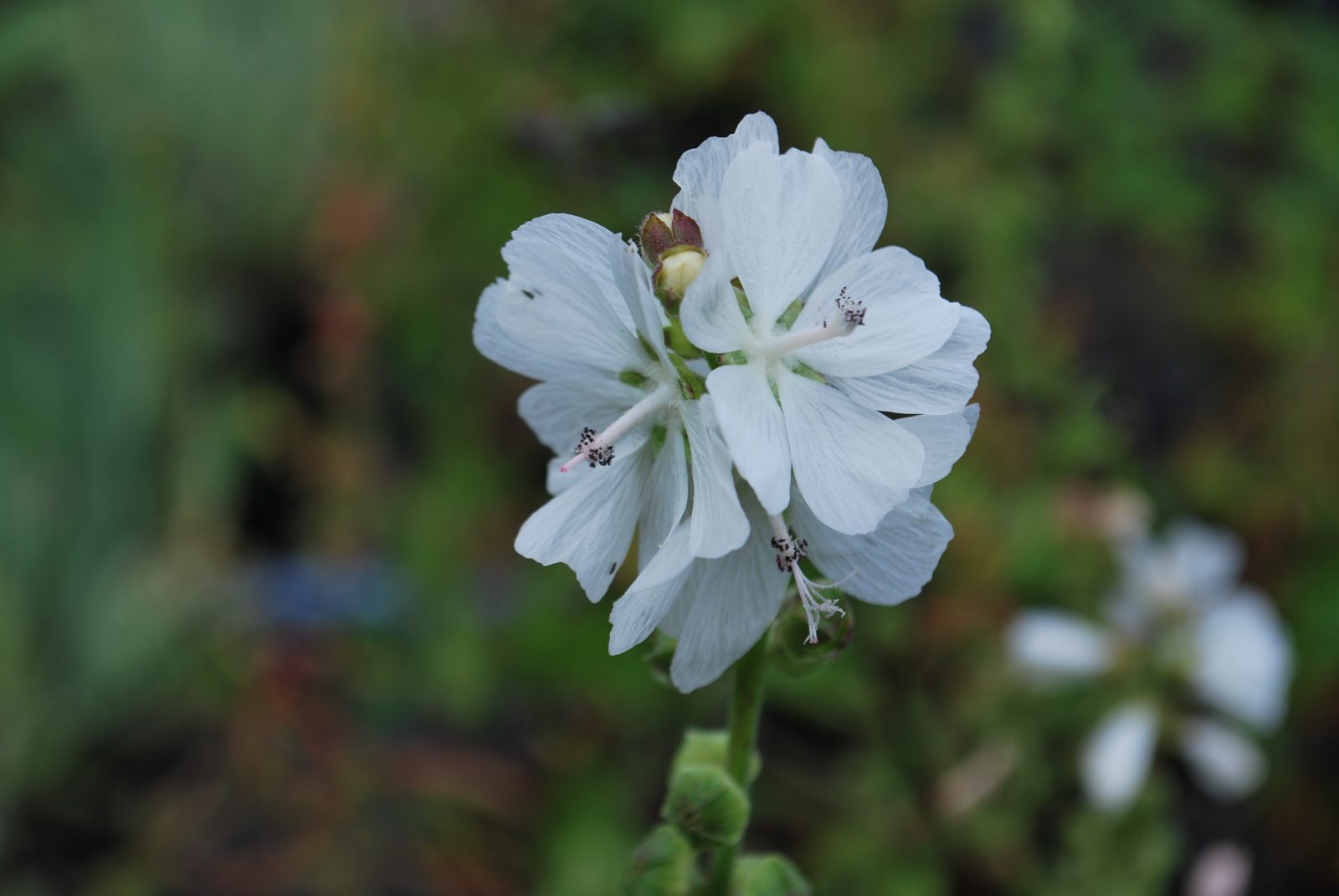 Checkermallow seedlings wachsend outdoors