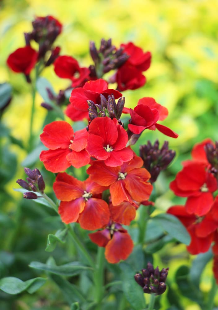 Traditionssorte Scarlet Blumensamen zur Aussaat lang Blüte Saison Traditionssorte & ohne Gentechnik Samen Hausgarten
