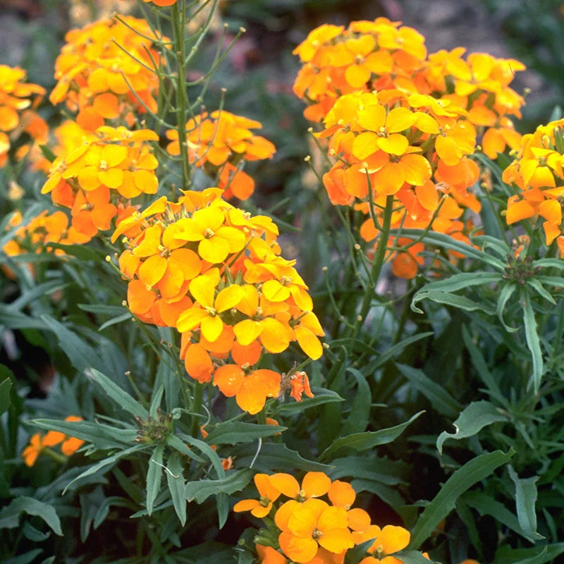 Orange cheiranthus blume samen for anpflanzung wildflower mix heirloom & gmo free samen for home garten 
 
 sale samen for home garten anpflanzung