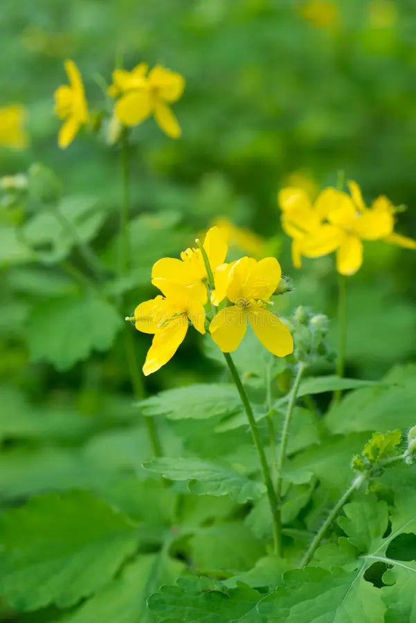 Gelb Tetterwort Blumensamen zur Aussaat Wildblume Mischung Traditionssorte & ohne Gentechnik Samen Hausgarten