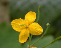 Chelidonium Blumensamen zur Aussaat ideal Rabatten Traditionssorte & ohne Gentechnik Samen Hausgarten